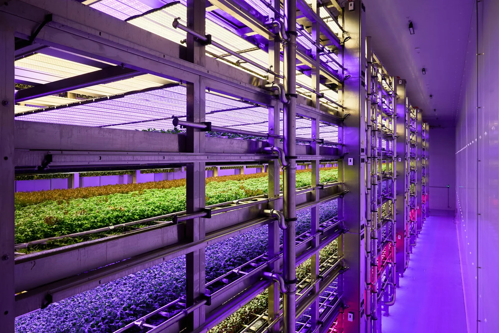 Indoor growing technology at Stacked Farm